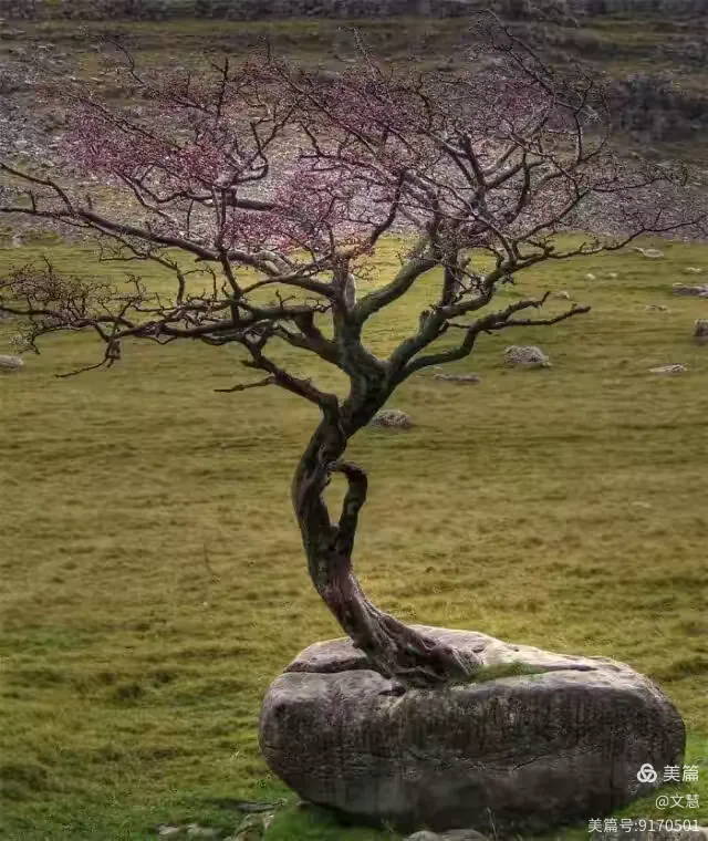 梦境奇景，繁花满枝的无叶树——探索内心深处的寓意与启示